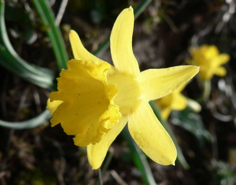 Narcissus asturiensis / нарцис астурійський (маленький)