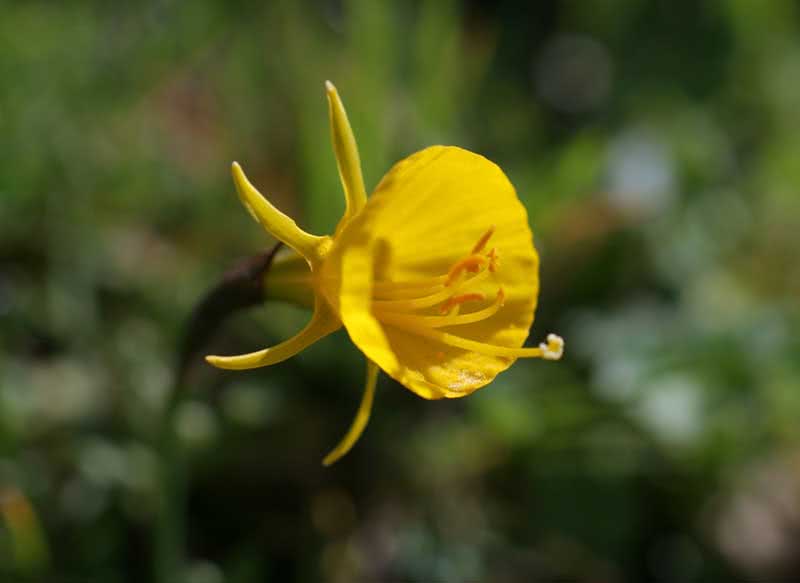 Narcissus bulbocodium / нарцисс брандушковидный