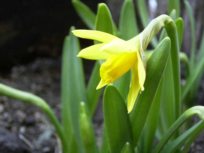 Narcissus cyclamineus / нарцисс цикламеновидный