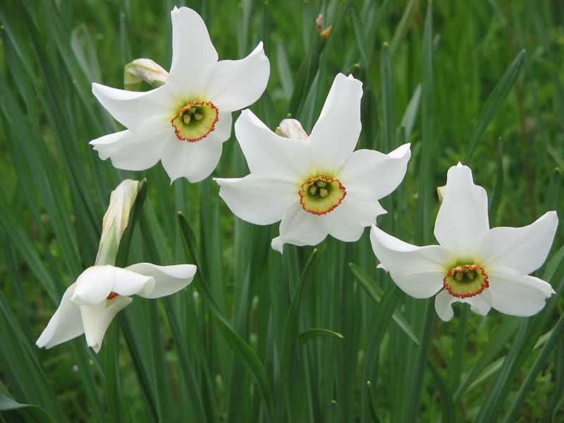 Narcissus poeticus / нарцис поетичний (білий)
