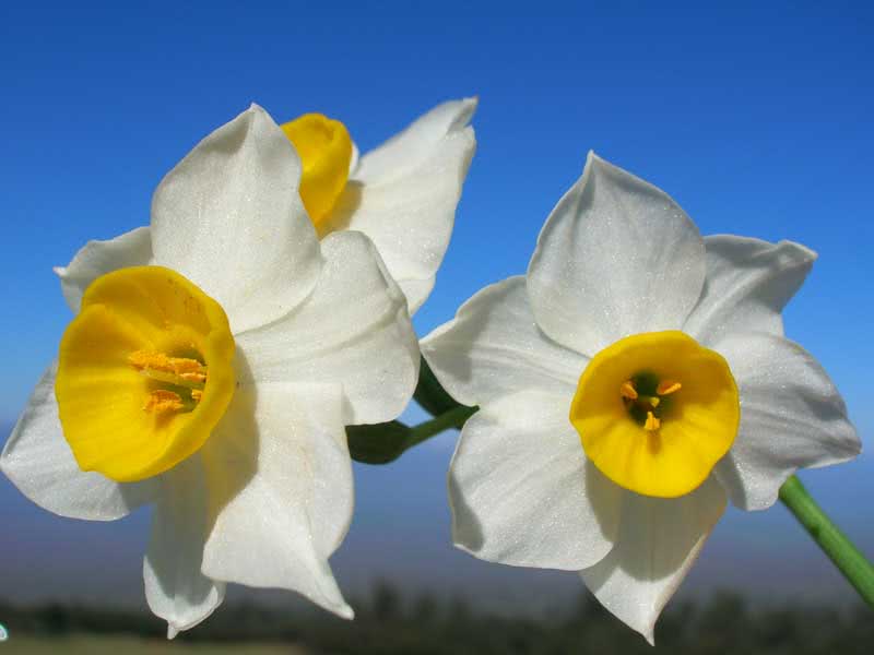 Narcissus tazetta / нарцис букетний (Тацетт)