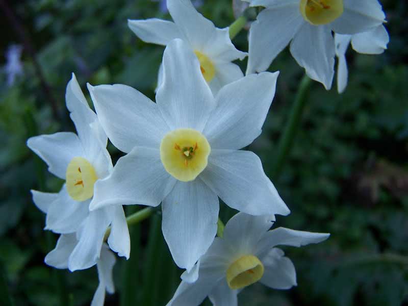 Narcissus tazetta / нарцисс букетный (Тацетт)