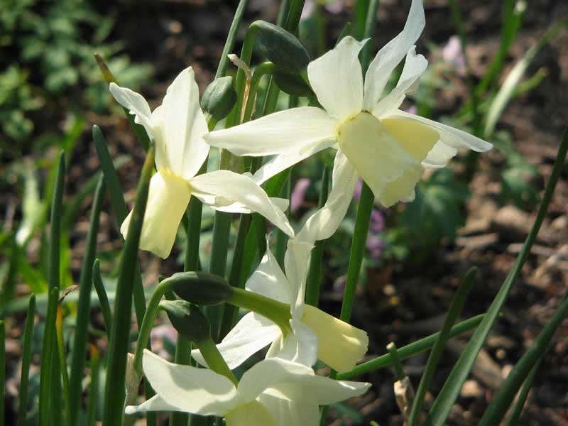 Narcissus triandrus / нарцис букетний (Тацетт)