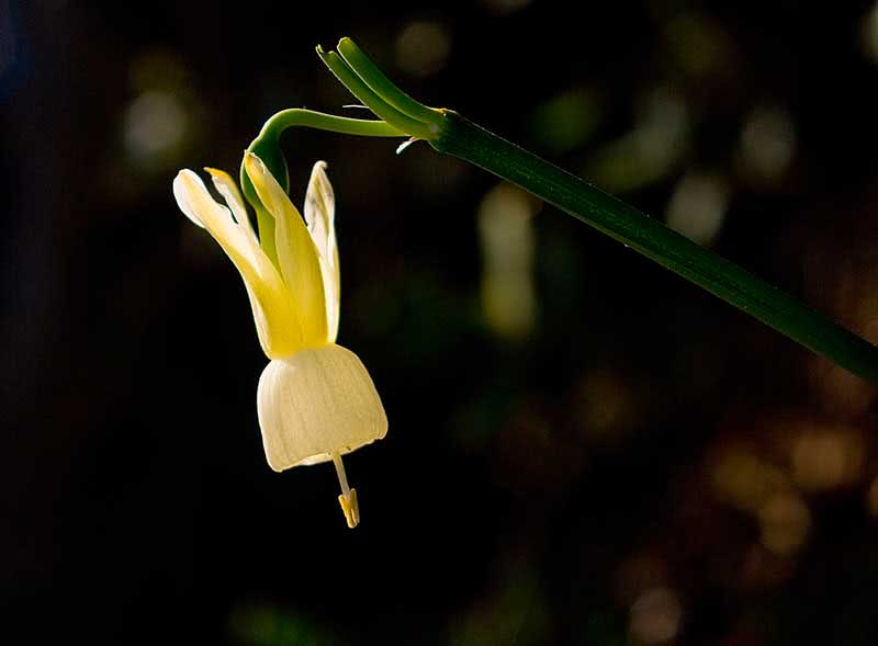 Narcissus triandrus / нарцис трьохтичинковий
