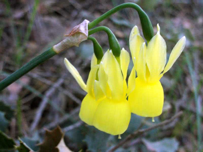 Narcissus triandrus / нарцисс трехтычинковый