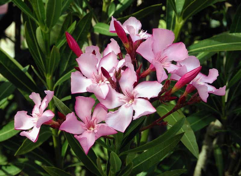 Nerium oleander (odorum or indicum) / олеандр обыкновенный (душистый или индийский)