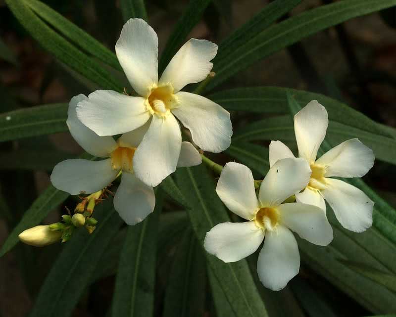 Nerium oleander (odorum or indicum) / олеандр звичайний (запашний або індійський)