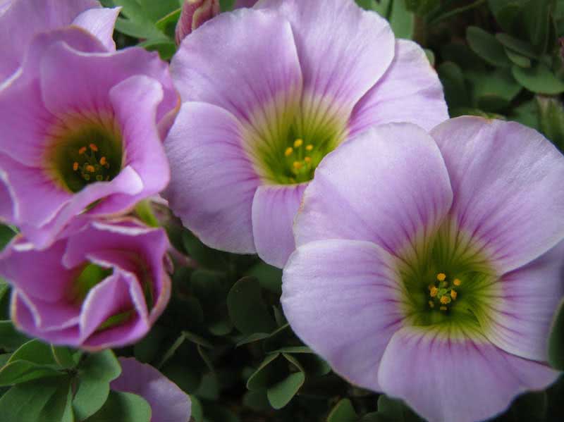 Oxalis rosea / кислица розовая (Клевер счастья)