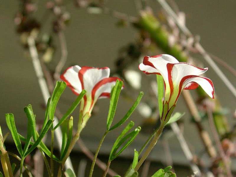 Oxalis versicolor / кислиця різнокольорова