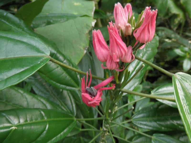 Pavonia multiflora / павония многоцветковая