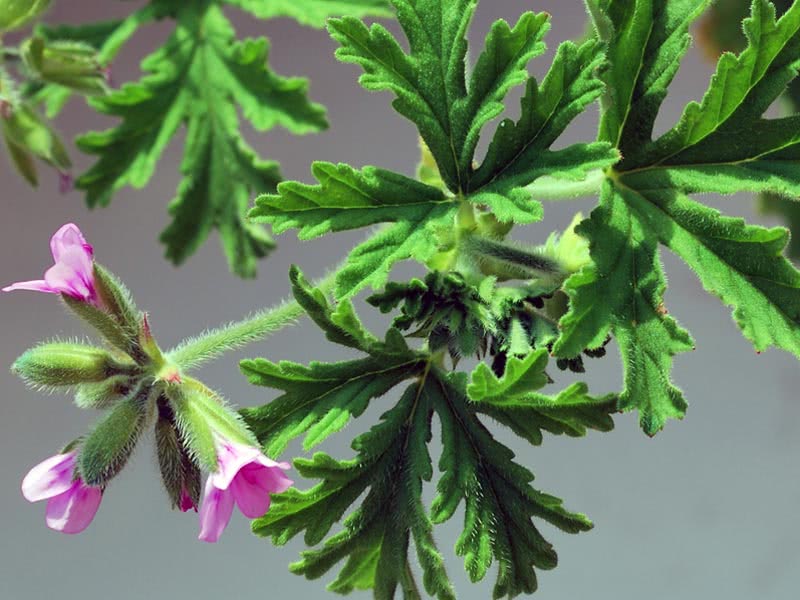 Pelargonium odoratissimum / пеларгония душистая