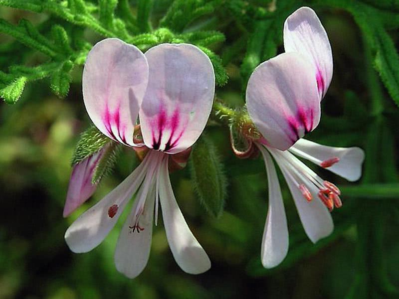 Pelargonium radens / пеларгония розовая