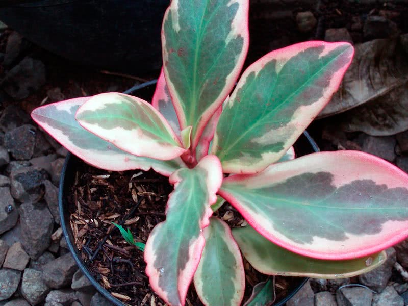 Peperomia clusiifolia / пеперомия клузиелистная