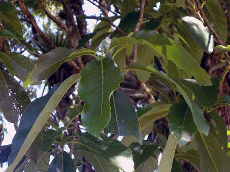 Рersea americana / авокадо (Персея американська)