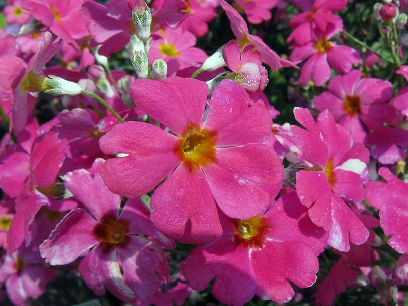 Primula malacoides / примула мягкая (мягколистная)