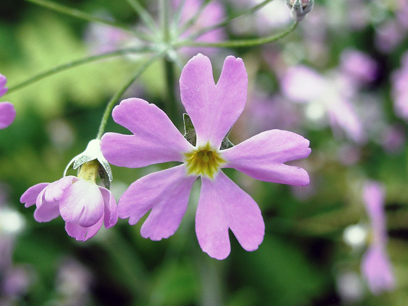 Primula malacoides / Примула м'яка (м'яколиста)