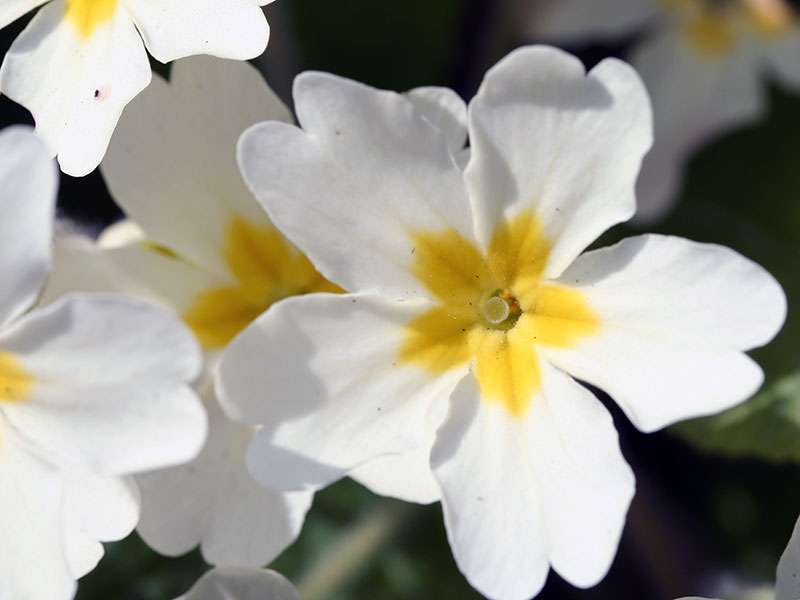 Primula vulgaris / примула обыкновенная