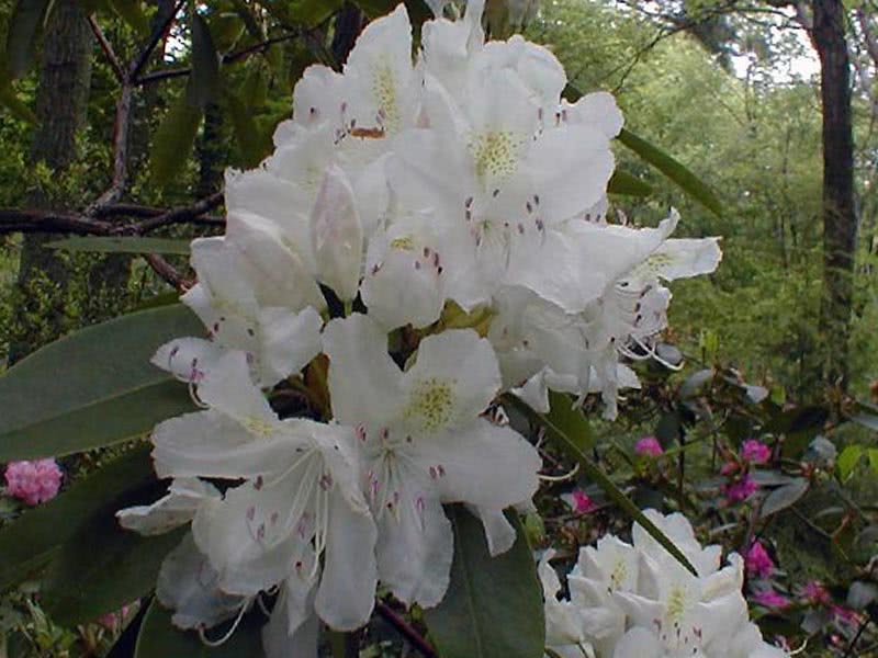 Rhododendron catawbiense / рододендрон кетевбейский