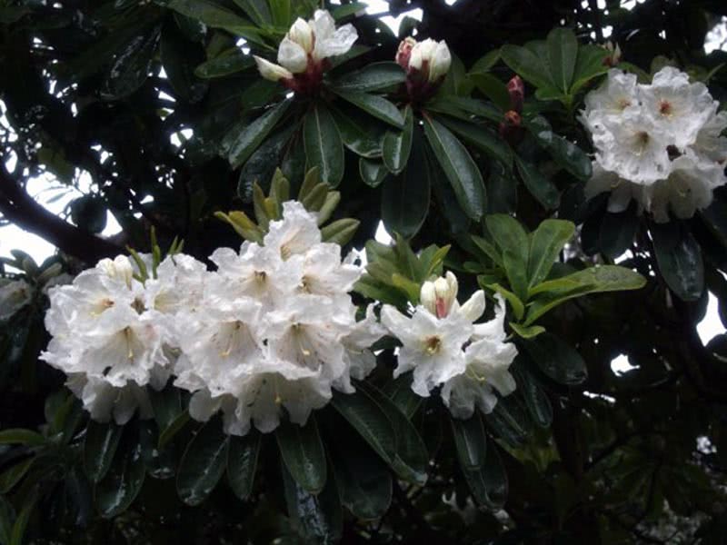 Rhododendron decorum / рододендрон декоративный