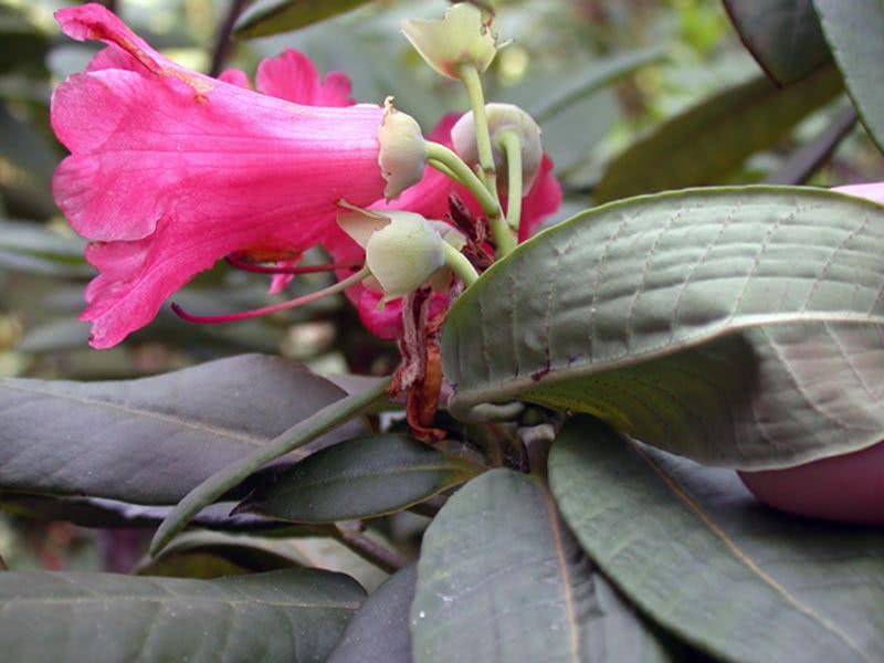 Rhododendron hookeri / Рододендрон Гуккера