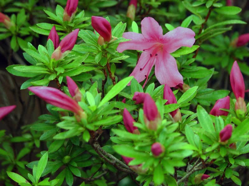 Rhododendron indicum / рододендрон индийский
