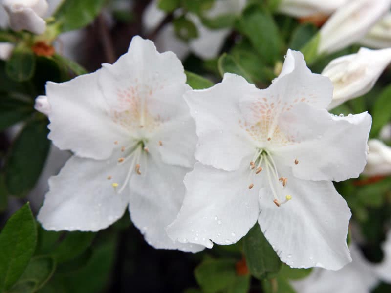 Rhododendron mucronatum / Рододендрон загострений