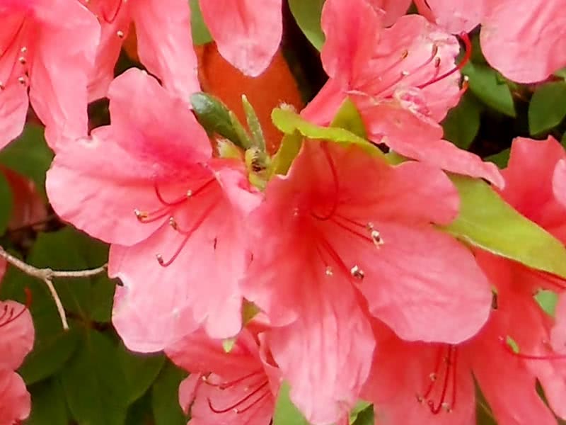 Rhododendron obtusum / рододендрон тупой