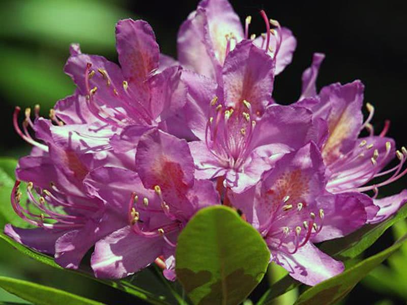 Rhododendron ponticum / рододендрон понтийский