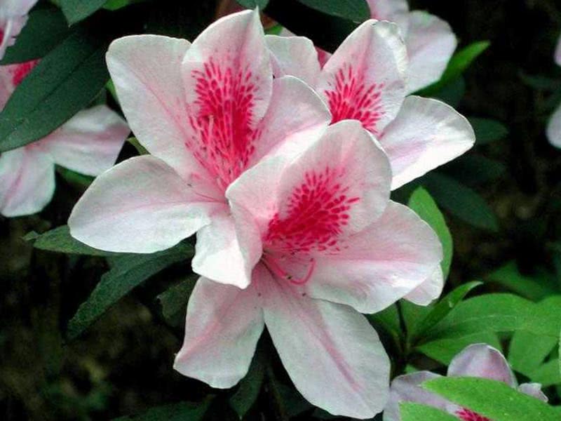 Rhododendron pulchrum / Рододендрон гарний