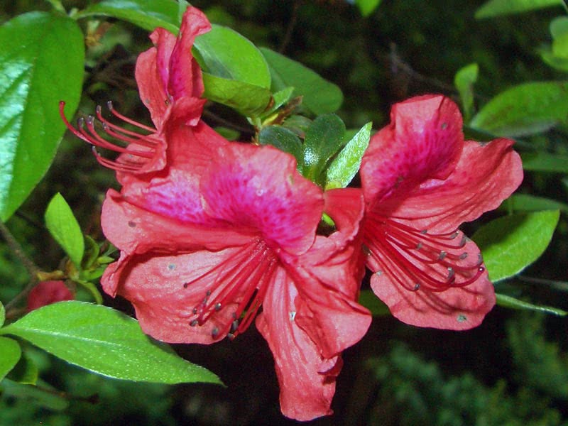 Rhododendron simsii / рододендрон Симса
