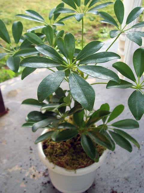 Schefflera arboricola / шефлера деревоподібна