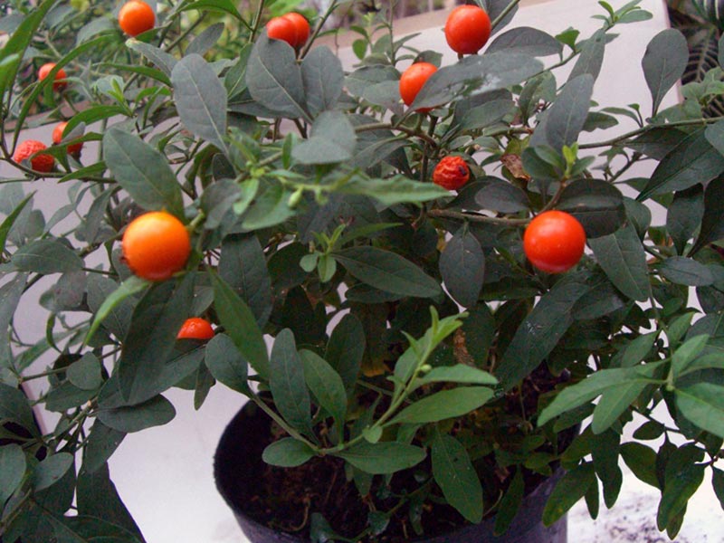 Solanum capsicastrum / паслен перцевидный (перечный)