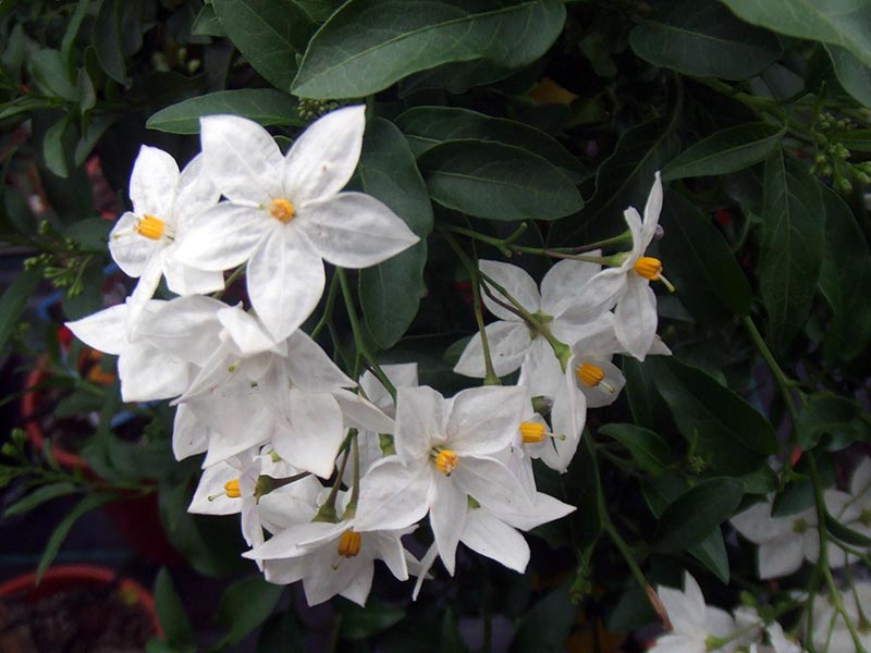 Solanum jasminoides / паслен жасминовидный