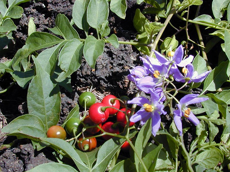 Solanum seaforthianum / паслен Зеафорта