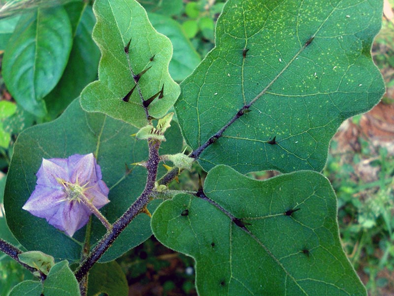 Solanum wendlandii / паслен Вендланда
