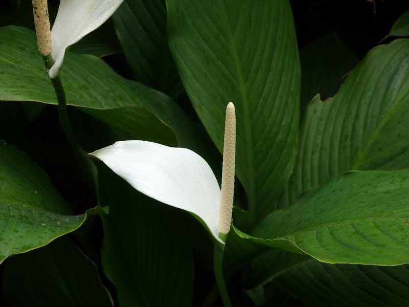 Spathiphyllum cannifolium / спатифиллум каннолистный