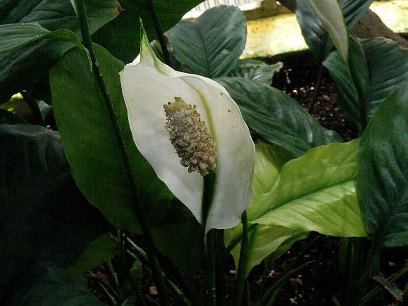 Spathiphyllum floribundum / спатифиллум обильноцветущий