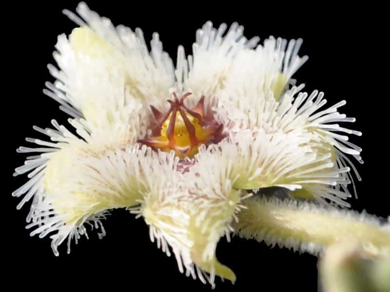 Stapelia glanduliflora / стапелия железистоцветковая
