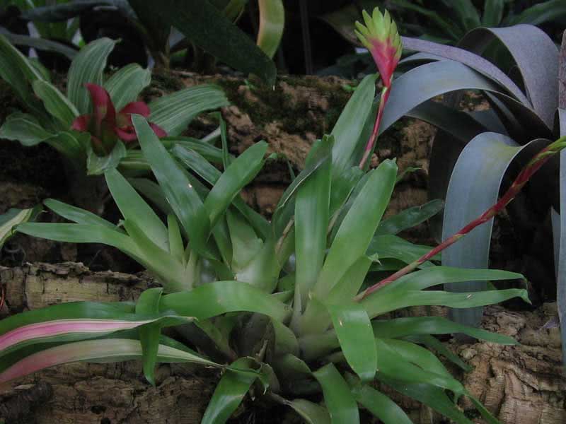 Vriesea carinata / врієзія каріната
