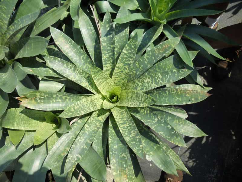 Vriesea gigantea / врієзія гігантська (шахова або мозаїчна)