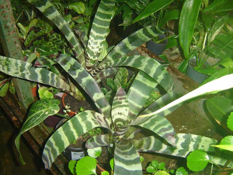 Vriesea splendens / вриезия блестящая (прекрасная)