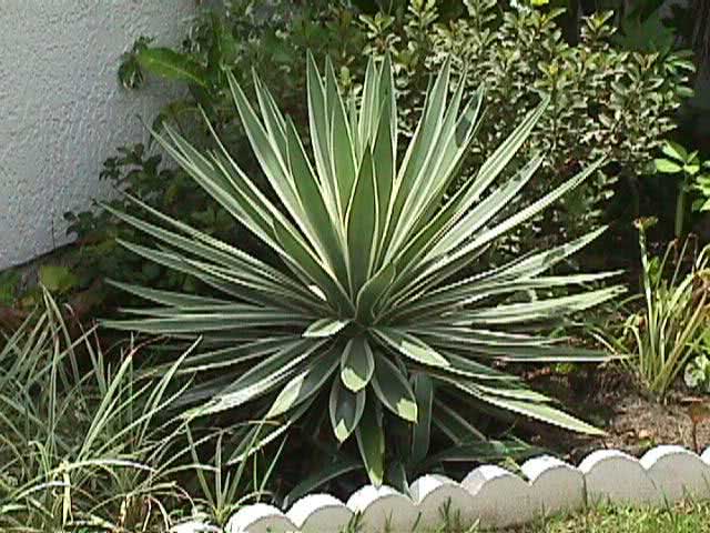 Yucca aloifolia / юкка алоэлистная