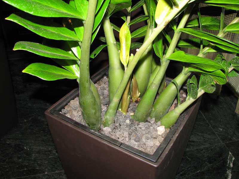 Zamioculcas zamiifolia (loddigesii) / заміокулькас замієлистий (Лоддігеза)