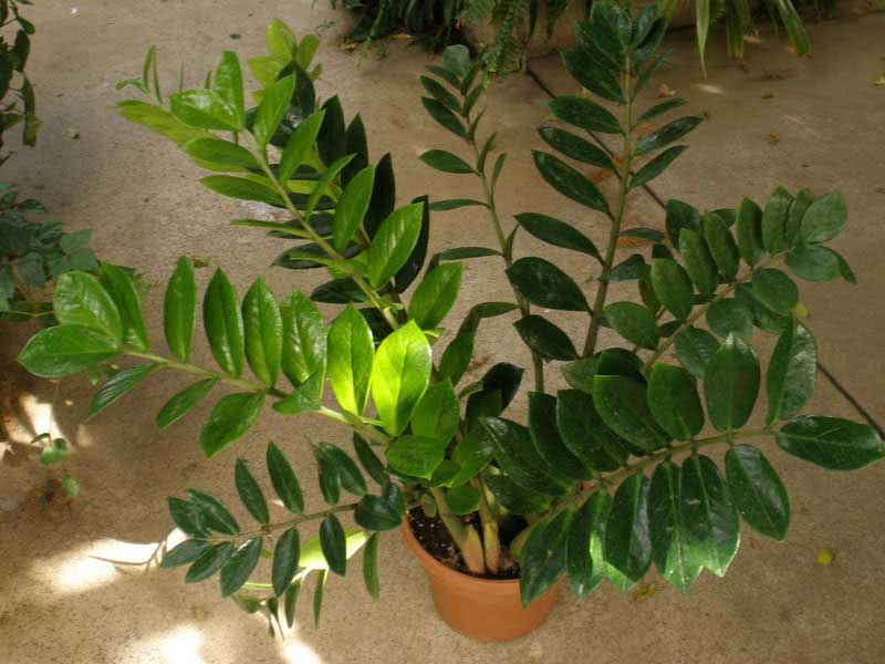 Zamioculcas zamiifolia (loddigesii) / замиокулькас замиелистный (Лоддигеза)