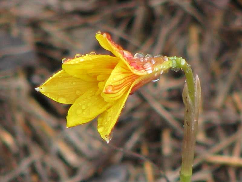 Zephyranthes aurea / зефирантес золотистый