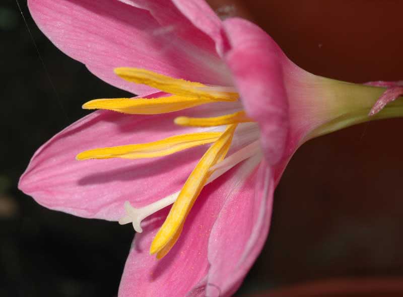 Zephyranthes grandiflora / зефирантес крупноцветковый