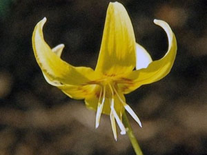 Квітка кандик – догляд та посадка