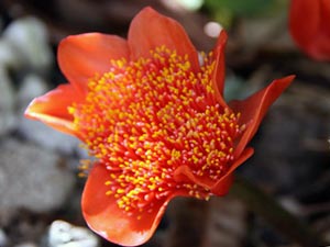 Квітка гемантус – догляд
