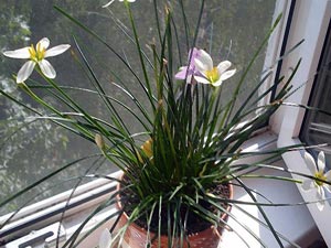 Квітка зефірантес – догляд