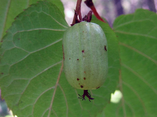 Плод актинидии коломикта